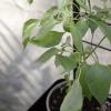 218108 5 opora pro rostliny simply grow 70 x 102 cm cerna ocel eva solo